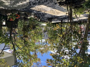 IMG_4785_R
